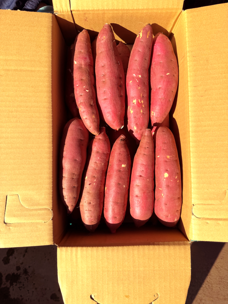 さつまいも_べにはるか1