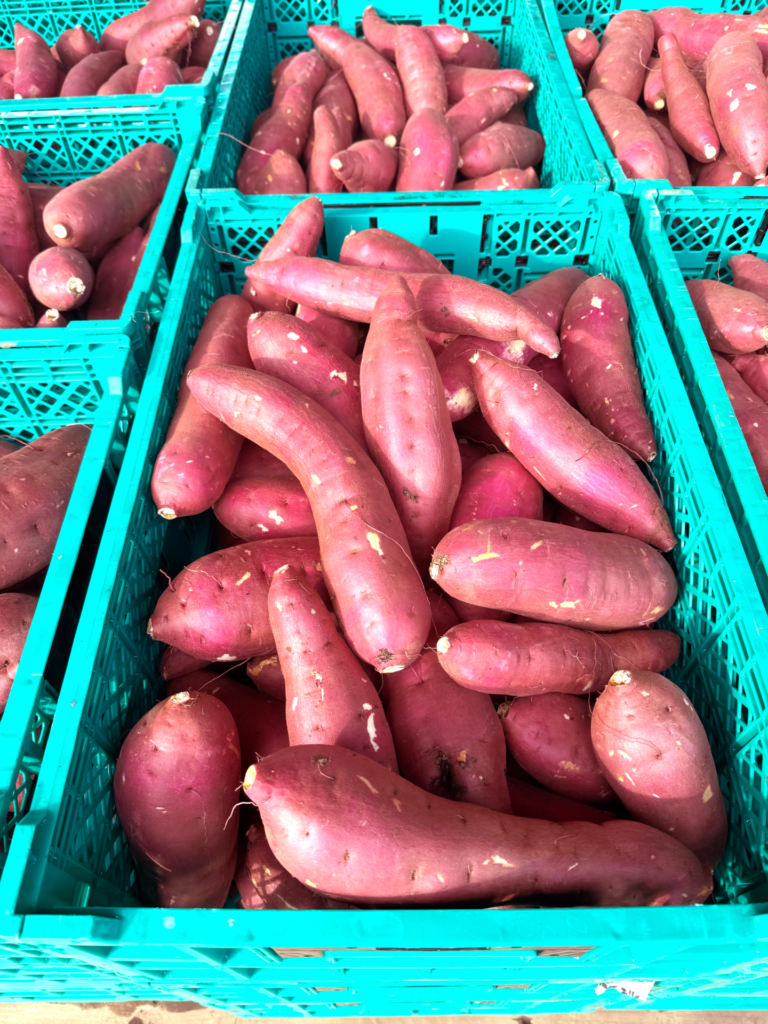 さつまいも_べにはるか2