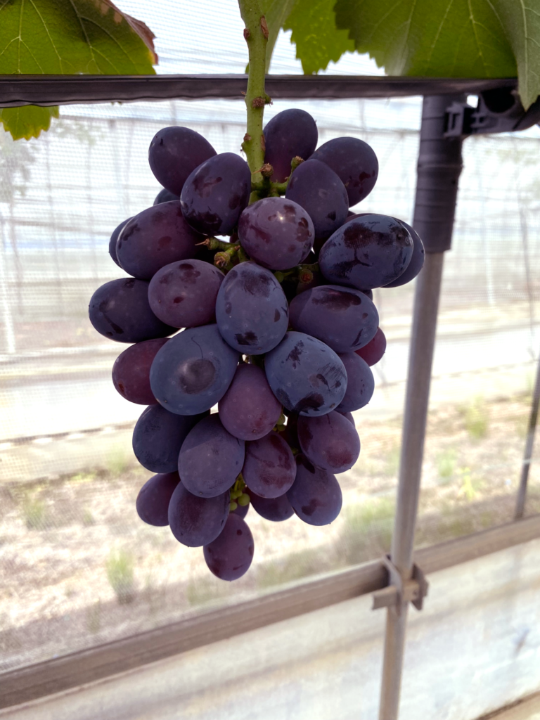 ぶどう_ナガノパープル