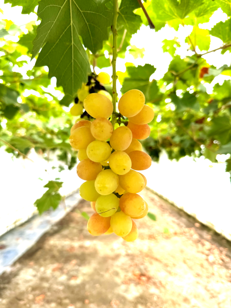 ぶどう_ヌーベルローズ