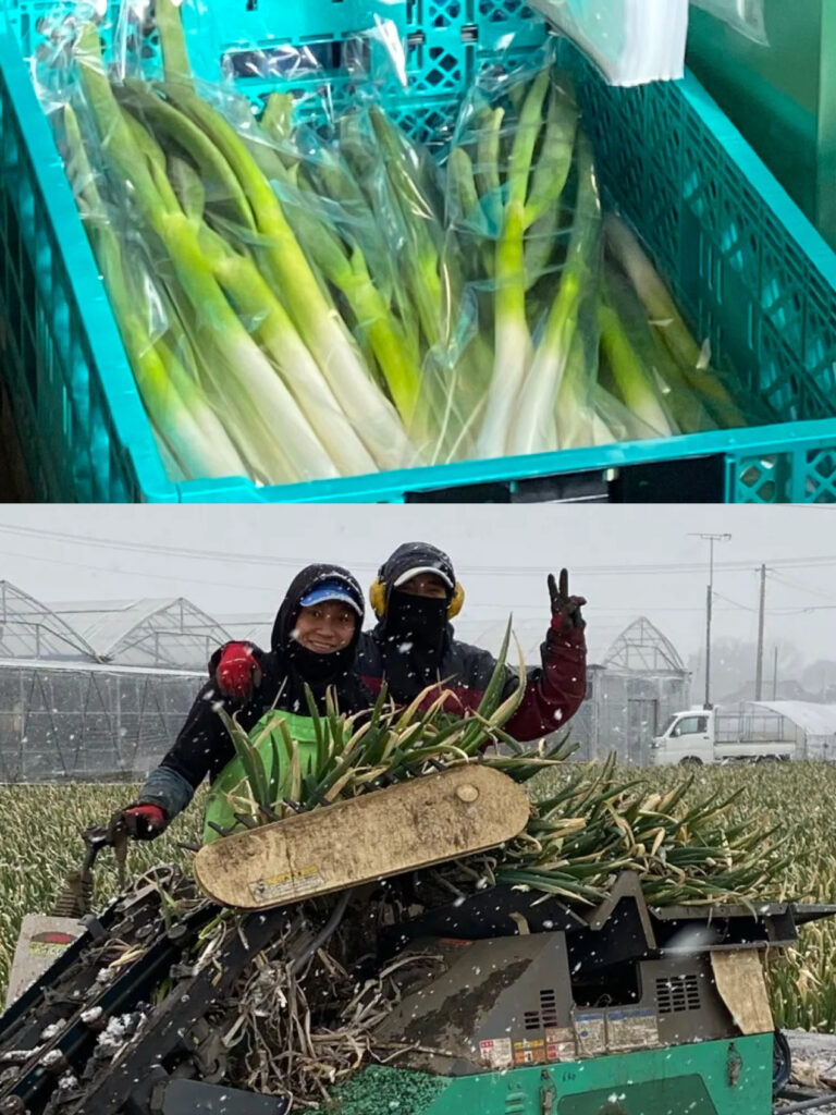 長ネギ収穫1